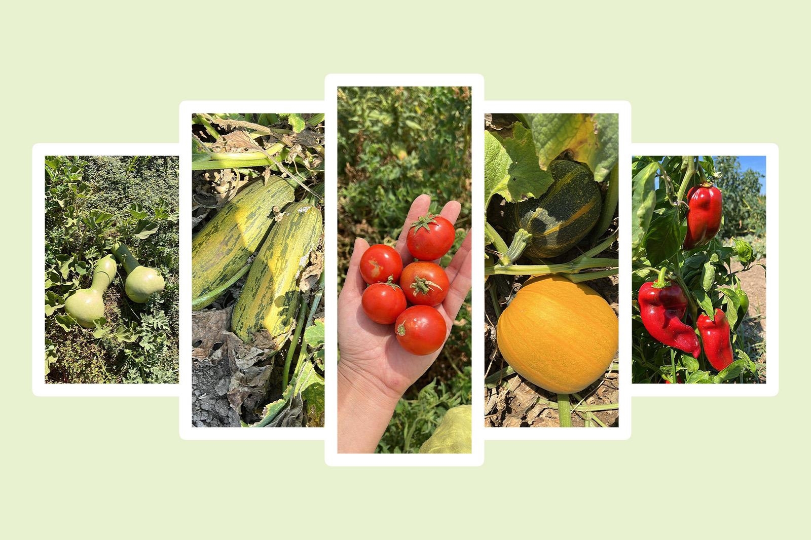 Balıkesir Büyükşehir Belediyesi, Ata Tohumları ile Envanterini Güçlendiriyor