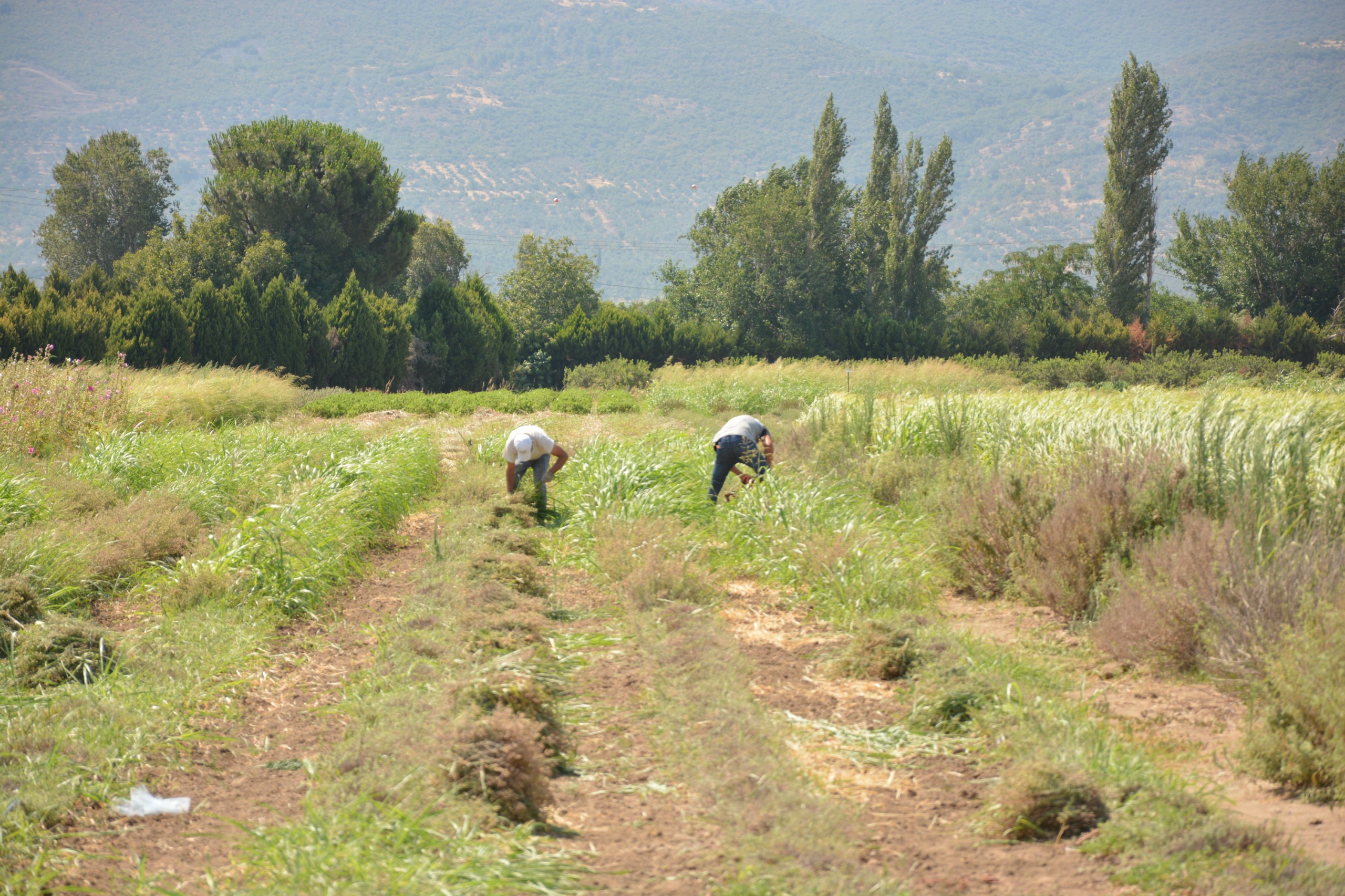 BAÇEM Yetiştirdiği Bitkilerle Bitki Bilimine Örnek Oluyor